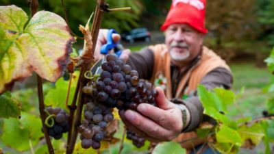 Что означает виноградная лоза в христианстве